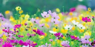 Sumarfrí skrifstofu skólans