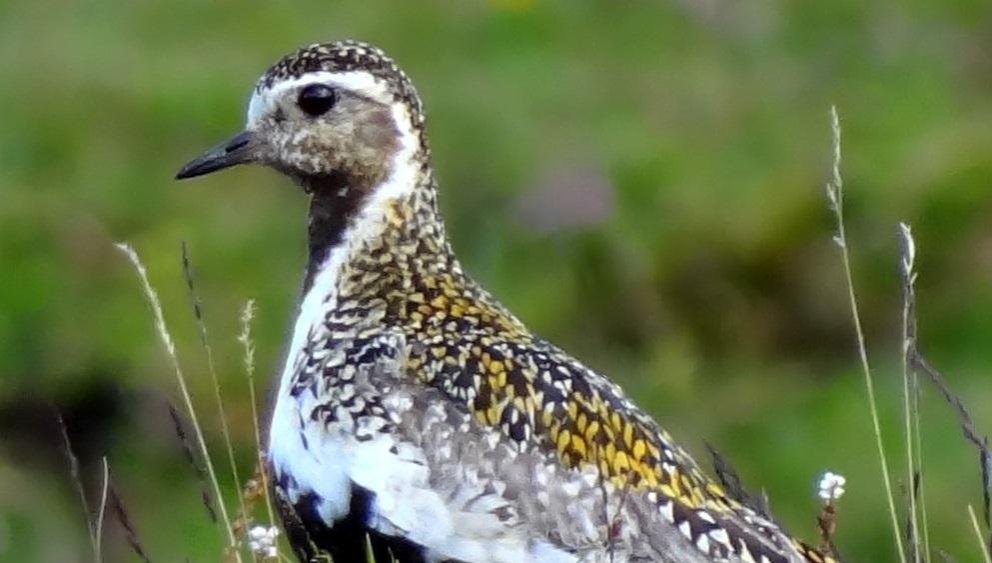 Sumardagurinn fyrsti