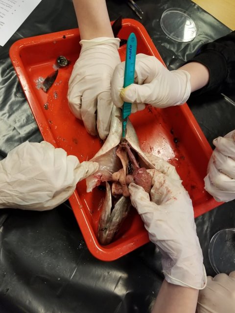 Rannsókn á fiskum í 8. bekk