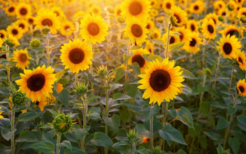 Dagarnir 21.-23. apríl og skóladagatal 2021-2022